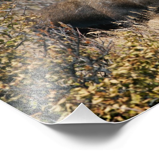 Weidebulle Fotodruck (Ecke)