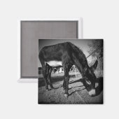 Weidedonkey-Magnet Magnet (Vorderseite/Rückseite)