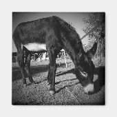 Weidedonkey-Magnet Magnet (Vorne)