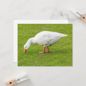 Weidegang Emden Goose Karte (Vorderseite/Rückseite Beispiel)