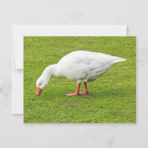 Weidegang Emden Goose Karte