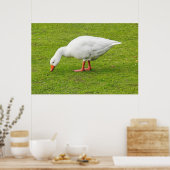 Weidegang Emden Goose Poster (Küche)