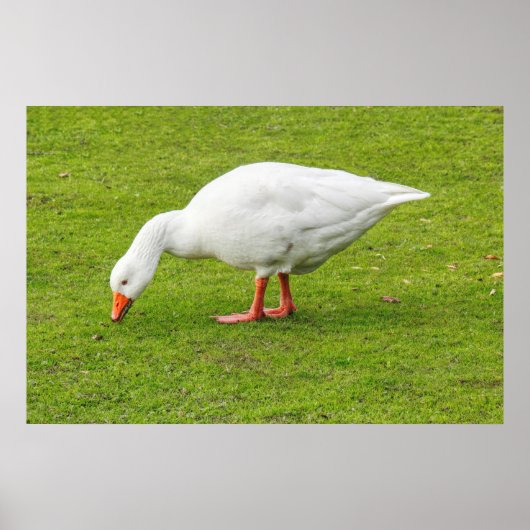 Weidegang Emden Goose Poster (Vorne)
