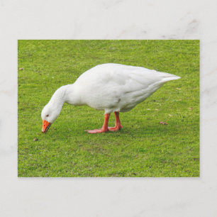 Weidegang Emden Goose Postkarte