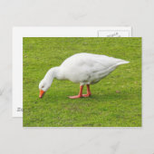 Weidegang Emden Goose Postkarte (Vorne/Hinten)