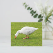 Weidegang Emden Goose Postkarte (Stehend Vorderseite)