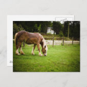 Weidegang nach dem Baden Postkarte (Vorne/Hinten)