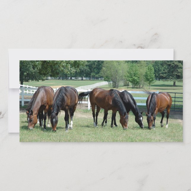 Weidegängerpferde (Vorderseite)