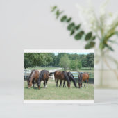 Weidegängerpferde Postkarte (Stehend Vorderseite)