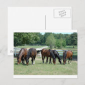 Weidegängerpferde Postkarte (Vorne/Hinten)
