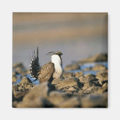 Weidehirse Magnet (Vorne)