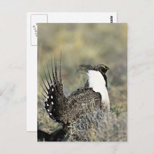 Weidehirse Postkarte (Vorne/Hinten)