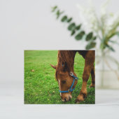 Weidekastanie mit Streifen Postkarte (Stehend Vorderseite)