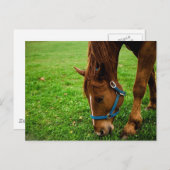 Weidekastanie mit Streifen Postkarte (Vorne/Hinten)