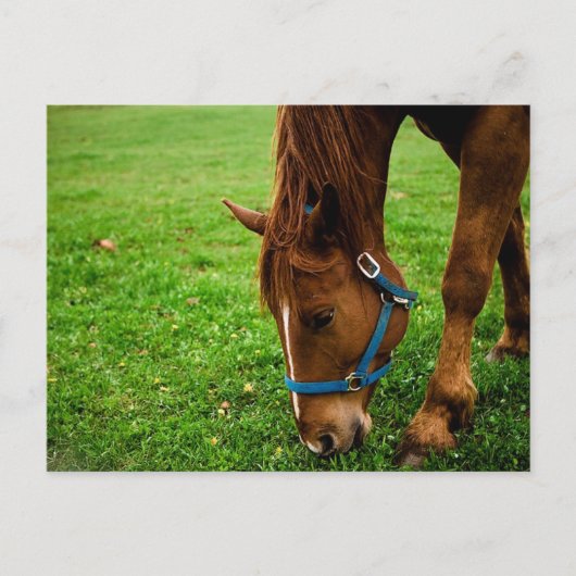 Weidekastanie mit Streifen Postkarte (Vorderseite)