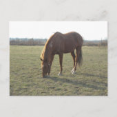 Weidekastanie Postkarte (Vorderseite)