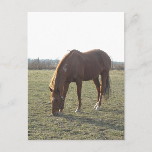 Weidekastanie Postkarte (Vorderseite)