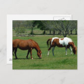 Weidekastanie und Pinto Postkarte (Vorne/Hinten)
