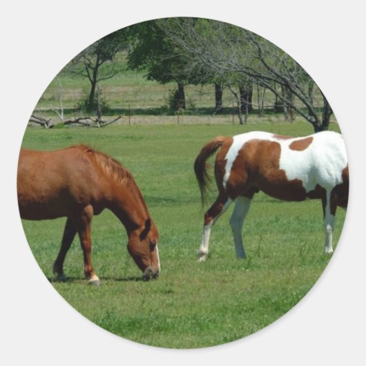 Weidekastanie und Pinto Runder Aufkleber (Vorderseite)