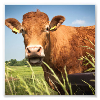 Weidekuh Fotodruck
