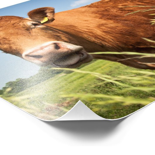 Weidekuh Fotodruck (Ecke)