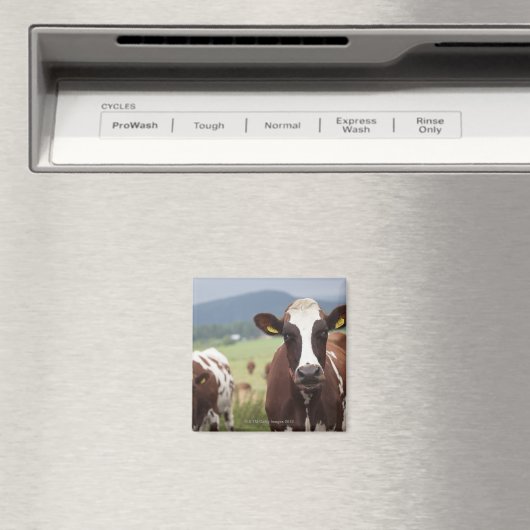 Weidekühe Magnet (In Situ (Geschirrspüler))