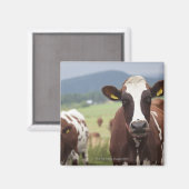 Weidekühe Magnet (Vorderseite/Rückseite)
