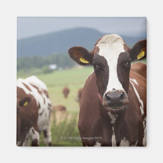 Weidekühe Magnet (Vorne)