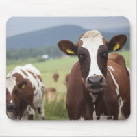 Weidekühe