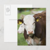 Weidekühe, nah postkarte (Vorne/Hinten)