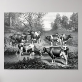 Weidekühe Poster