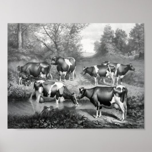 Weidekühe Poster (Vorne)