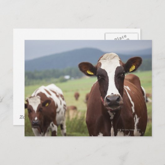 Weidekühe Postkarte (Vorne/Hinten)