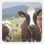 Weidekühe Quadratischer Aufkleber (Vorderseite)