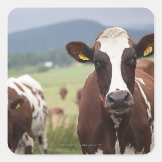 Weidekühe Quadratischer Aufkleber (Vorderseite)