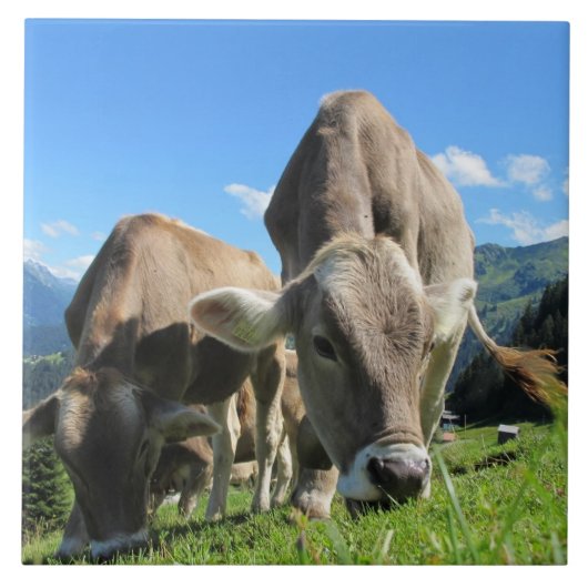 Weidekuhstrauch Fliese (Vorderseite)