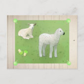 Weidelämmer Postkarte (Vorderseite)