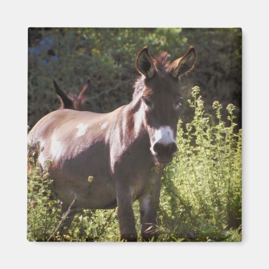 Weideland Magnet (Vorne)