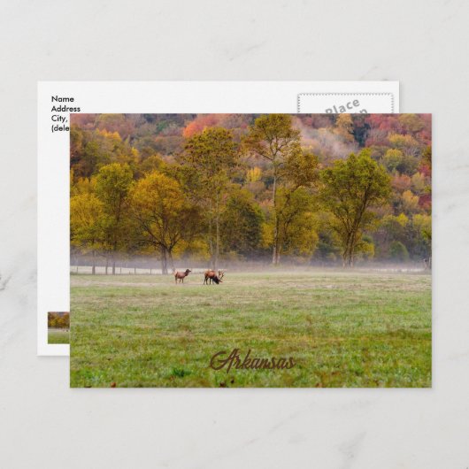 Weideleiche Postkarte (Vorne/Hinten)