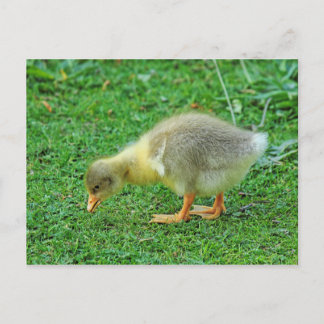Weideling. Roath Park Lake, Cardiff, Wales. Postkarte