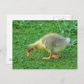 Weideling. Roath Park Lake, Cardiff, Wales. Postkarte (Vorne/Hinten)