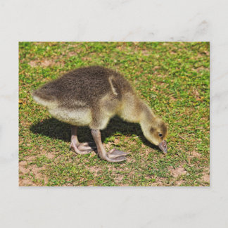 Weideling. Roath Park Lake, Cardiff, Wales. Postkarte