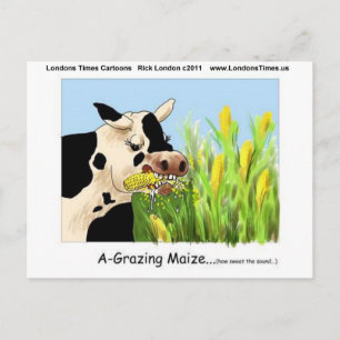 Weidemais (Funny Cow Gifts Cards T-Shirts etc.) Postkarte