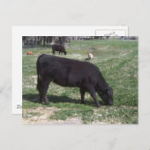 Weiden im Mai Postkarte (Vorne/Hinten)