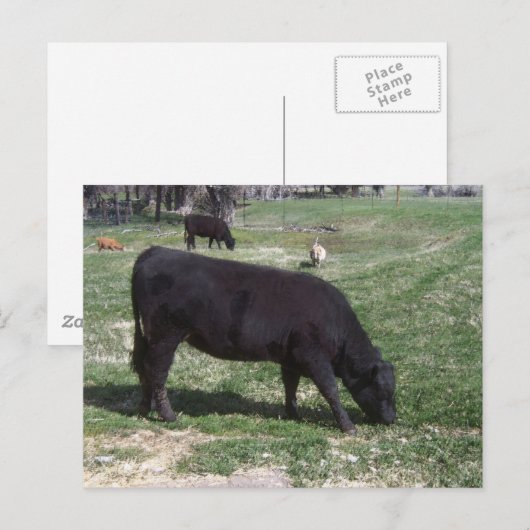 Weiden im Mai Postkarte (Vorne/Hinten)