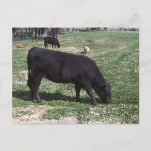 Weiden im Mai Postkarte (Vorderseite)