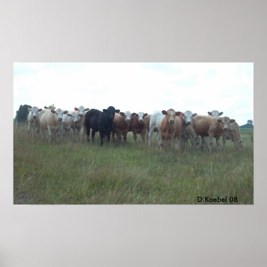 Weiden lassen der Ochsen Poster (Vorne)