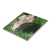 Weiden lassen im Gras Fliese (Seite)