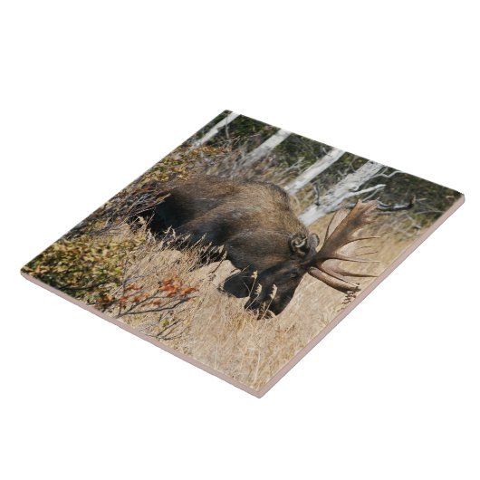 Weiden lassen von Stier-Elchen Fliese (Seite)