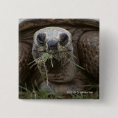 Weiden lassende Aldabra Schildkröte Button (Vorderseite)